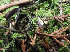 Selaginella eclipes