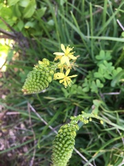 Bulbine frutescens