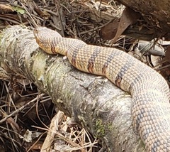 Nerodia sipedon pleuralis