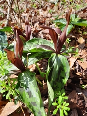 Trillium underwoodii