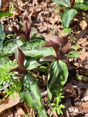 Trillium underwoodii