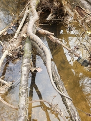 Nerodia sipedon pleuralis