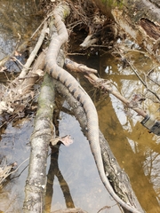 Nerodia sipedon pleuralis