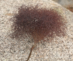 Eriogonum nidularium