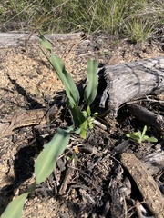 Chlorogalum pomeridianum
