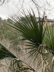 Sabal mexicana