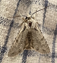 Lithophane ornitopus