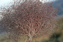 Eriogonum nidularium