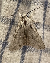 Lithophane ornitopus