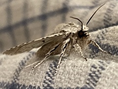 Lithophane ornitopus