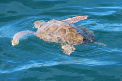 Caretta caretta