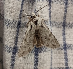 Lithophane ornitopus