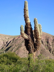 Trichocereus atacamensis