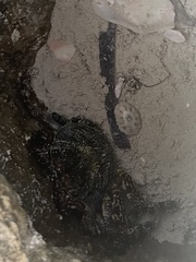 Aratus pisonii
