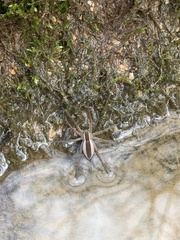 Pisaurina brevipes