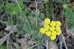 Lomatium utriculatum