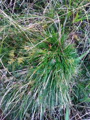 Avenella flexuosa foliosa