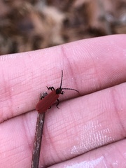 Dictyoptera aurora