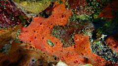 Spirastrella coccinea