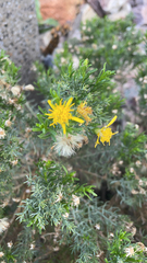Ericameria laricifolia