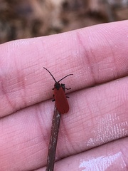 Dictyoptera aurora