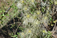 Clematis montevidensis