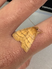 Pyreferra hesperidago