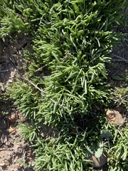 Mesembryanthemum nodiflorum