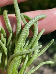 Mesembryanthemum nodiflorum