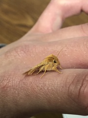 Pyreferra hesperidago