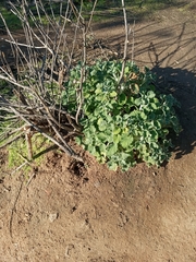 Marrubium
