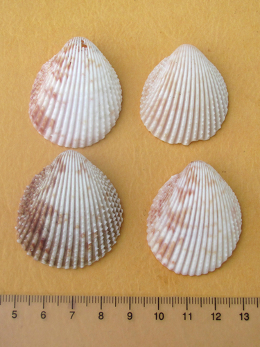 Florida Prickly Cockle