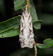 Scoparia halopis