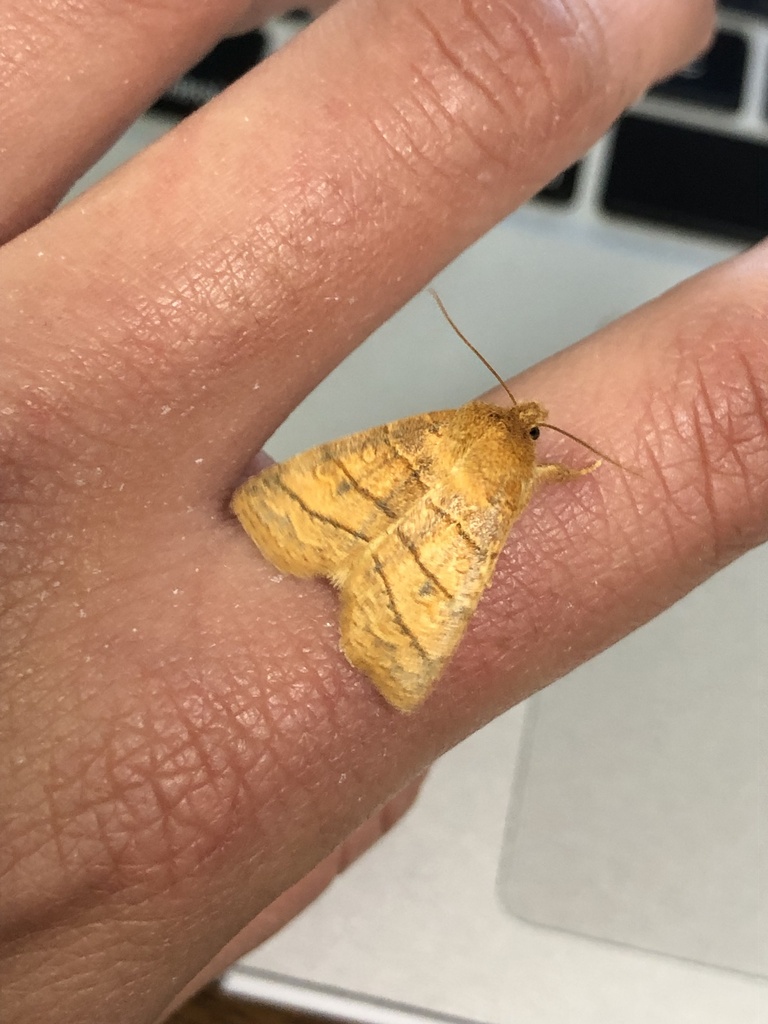 Mustard Sallow