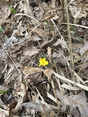 Ranunculus fascicularis