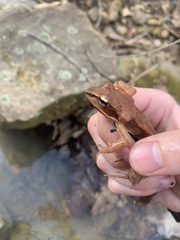 Lithobates sylvaticus