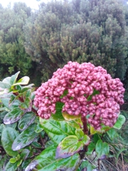 Viburnum treleasei
