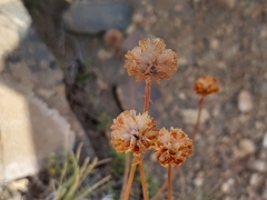 Armeria curvifolia