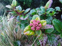 Viburnum treleasei