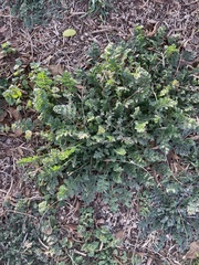 Lepidium oblongum