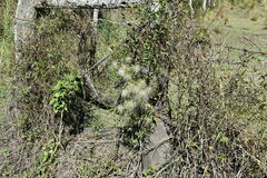 Clematis montevidensis