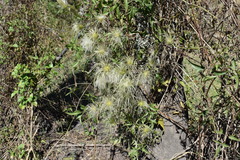 Clematis montevidensis