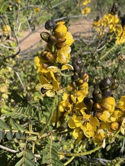 Senna didymobotrya