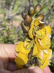 Senna didymobotrya