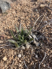 Plagiobothrys arizonicus