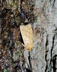 Pyreferra hesperidago