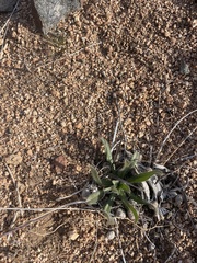 Plagiobothrys arizonicus