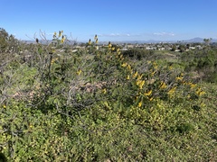 Senna didymobotrya