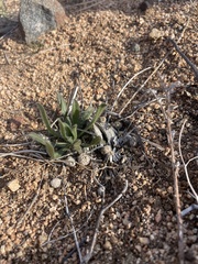 Plagiobothrys arizonicus