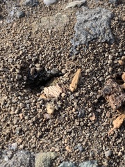 Monomorium ergatogyna